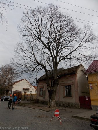 У Берегові вирізають “хворі” дерева (ФОТО)