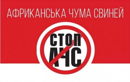 На Тячівщині зняли карантин щодо африканської чуми свиней