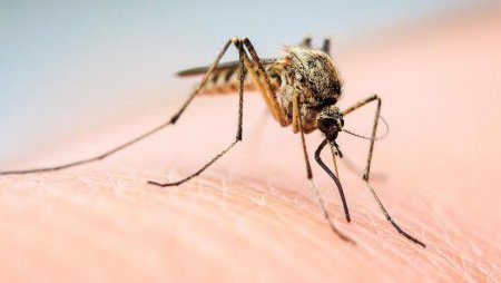 Вчені розповіли, чи п'яніють комарі від алкоголю в крові людини