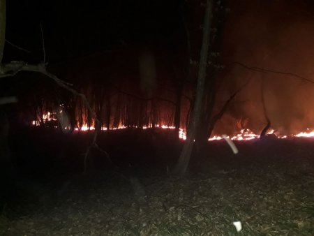 Перечинські лісівники обмежують доступ до лісу під час пожежонебезпечного періоду