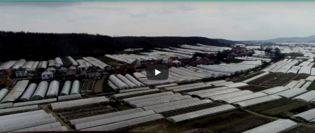 Село на Виноградівщині називають помідорною столицею України (ВІДЕО)