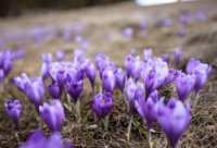 Шафрани зацвіли у дендропарку під Мукачевом (ФОТО)