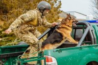 Контрабандисти та переправники незаконних мігрантів намагаються чинити спротив діям правоохоронців (ФОТО)