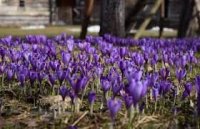 На Закарпатті починають квітнути шафрани (ВІДЕО)