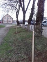Іршава поповнилася молодими саджанцями (ФОТО)