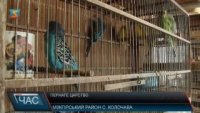 У Міжгірському селі Колочава місцевий мешканець Василь Макар створив справжнє пернате царство (відео)