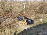 У Хусті господарі викидають трупи собак просто неба, — соцмережі (ФОТО)