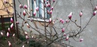 На Закарпатті весна зацвіло тюльпанове дерево (фото)