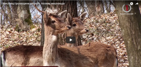 Іршавські мисливці рятують лісових мешканців (ВІДЕО)