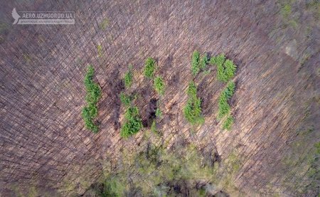 На Перечинщині зникає висаджений зі смерек напис "100" (ФОТО)