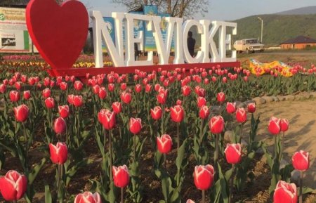 В Невицькому біля Ужгорода зацвіло тюльпанове поле