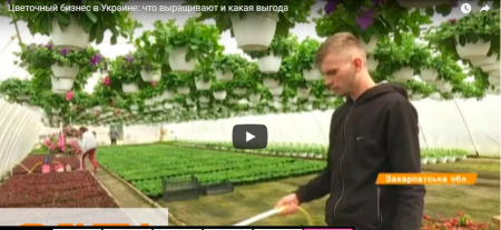 На Виноградівщині вирощують квітучу красу: журналісти показали парниковий бізнес (ВІДЕО)