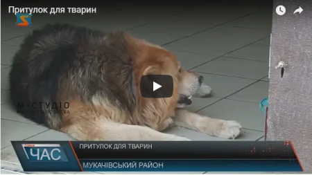 Як на Закарпатті піклуються про бездомних тварин (ВІДЕО)