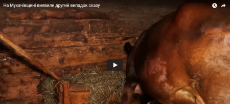 На Мукачівщині зафіксували вже другий випадок сказу (ВІДЕО)
