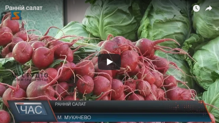 Закарпатці вже куштують ранню городину! Чи не "кусаються" ціни? (ВІДЕО)
