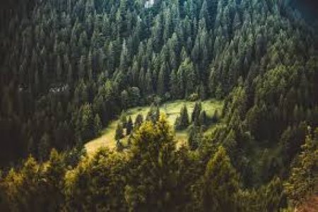 Вирубка лісів: яка ситуація на Закарпатті