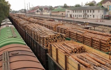 До уваги закарпатців: Рада посилила покарання за контрабанду лісу