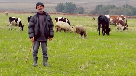 Жахлива смерть пастуха на Рахівщині