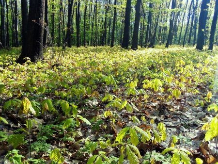 Неподалік Ужгорода спостерігають шалений ріст молодняка дуба