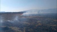 Знаменита Долина нарцисів палала на Закарпатті (Відео)