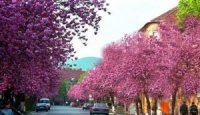 Сакури на Закарпатті почнуть квітнути вже за два тижні, — Облгідрометцентр