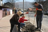 У Рахові висадили сакурову алею