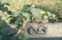 На Закарпатті прокинулись вужі, — соцмережі (+ВІДЕО, ФОТО)