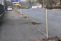 Вулиці міста Іршава поповнилися молодими саджанцями (ФОТО)