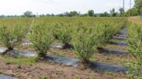 У Великих Лучках ростять лохину на площі 100 гектарів (ВІДЕО)