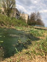 Річка, яка мала би прикрашати туристичне місто Закарпаття, перетворилася на гноянку та стічник, в якому умудряються жити качки (фото)