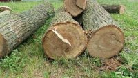 Прокуратура в апеляційному суді домоглась стягнення шкоди, заподіяної незаконною порубкою дерев на Міжгірщині