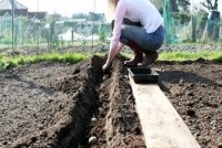 Коли не можна садити і сіяти: народні прикмети для садівників-городників