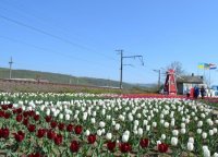 Нев’янучий букет краси Закарпаття збагатився унікальною квіткою з Нідерландів