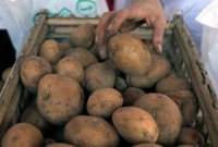 В Україну не пропустили партію зараженої картоплі