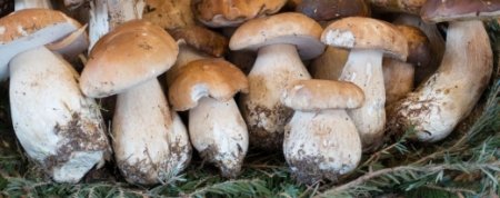 Лісові трофеї: на Закарпатті з'явились гриби-боровики
