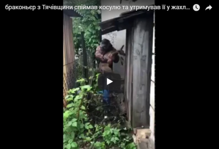 Браконьєр з Тячівщини спіймав косулю та утримував її у жахливих умовах (ВІДЕО)