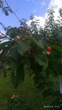 На Виноградівщині дозрівають черешні (ФОТО)