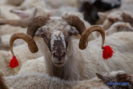В Закарпатті вибирали міс-вівцю