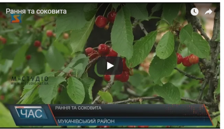 Любителі черешні вже можуть поласувати першими солодкими плодами (ВІДЕО)
