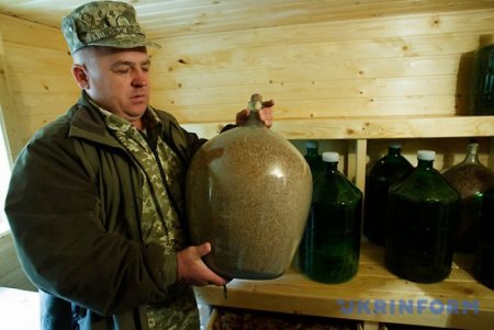 Лісові розсадники – «колиска» молодого лісу Закарпаття (ВІДЕО)