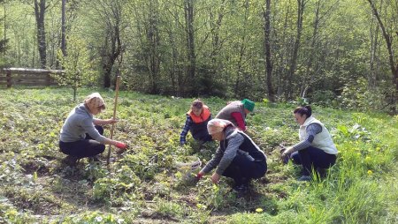 У закарпатському Нацпарку «Синевир» вирощують лікарські чаї (+ФОТО)