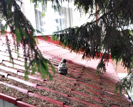 У Хусті рятувальники повернули до гнізда совеня, що випало на дах місцевого кафе-бару (+ФОТО)
