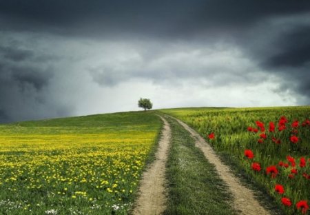 Без спеки, зате зі зливами та шквалами: якою буде погода в червні