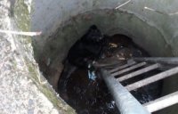 У Мукачеві собаку засунули в мішок і викинули в колодязь (ФОТО)