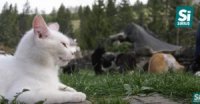 Разом із туристами у готелі на Закарпатті живе понад сотня котів (ВІДЕО)