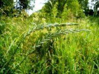 На Закарпатті землевласників та землекористувачів, чия земля заростає бур’янами штрафуватимуть