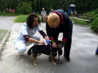 У Мукачеві безкоштовно щеплювали домашніх та безпритульних тварин (ВІДЕО)