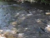 Понесло течією: тіло хлопчика, який упав у воду, знайшли неподалік Воловця