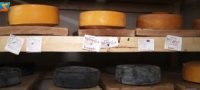 На Закарпатті виготовляють чорні, сині й червоні сири (ВІДЕО)