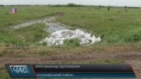 На Мукачівщині селяни гуртом рятували поля від паводку (відео)